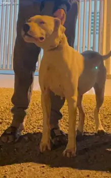 Dogo argentino hembra de 1 ano