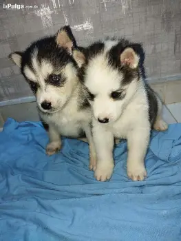 Husky siberiano 1 mes y medio