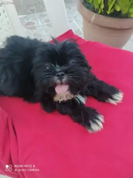 Cachorro shihtzu macho