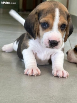 Vendo hermosos cachorros beagle puros