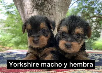 Yorkshire terrier