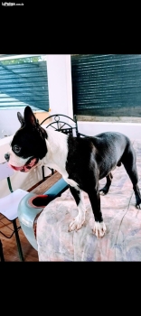 Oferta boston terrier