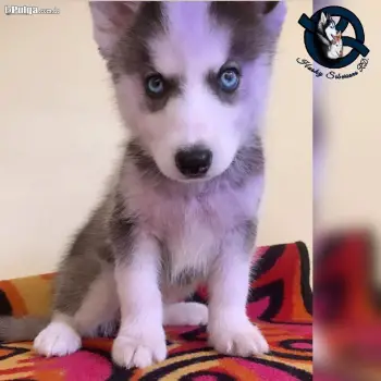 Husky siberiano hembra