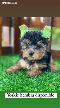 Yorkie hembra