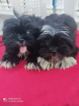 Shih tzu machos