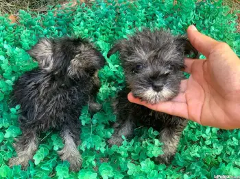 Schnauzer hembra y macho disponible