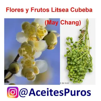 Litsea cubeba may chang aceite antibacterial antifungico de