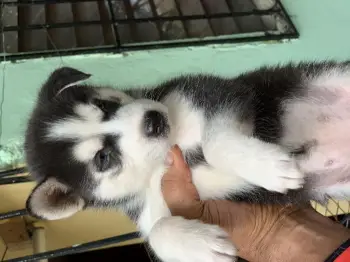 Husky siberiano hembra