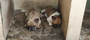 Cachorros bulldog francés