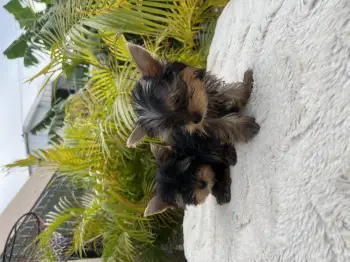 Yorkie terrier