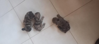 Disponible bulldog francés machos merle