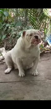 De vende bulldog ingles