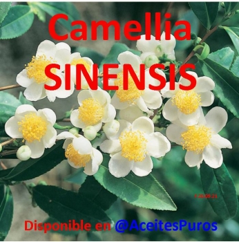 Camellia camilia sinensis oleifera japonica aceite y flores