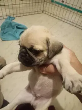 Pug ambos sexos