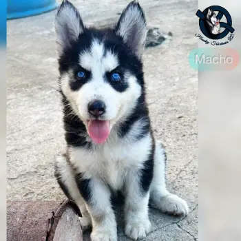 Husky siberiano macho