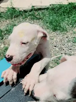 Cachorros dogo argentino