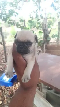 Pug cero kilómetros  en san cristóbal