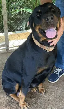 Cachorros rottweillers americanos