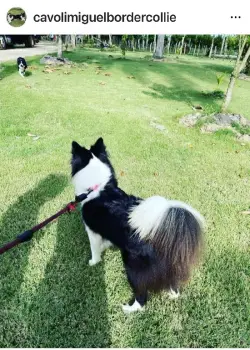 Cachorros border collie