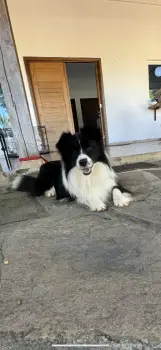 Cachorros border collie