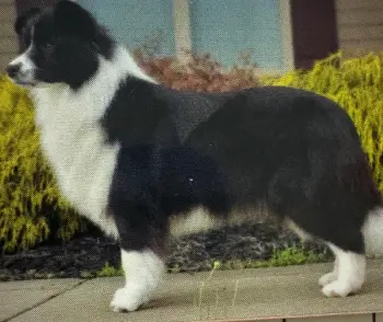 Cachorros border collie