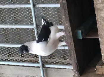 Palomas modinas en la romana