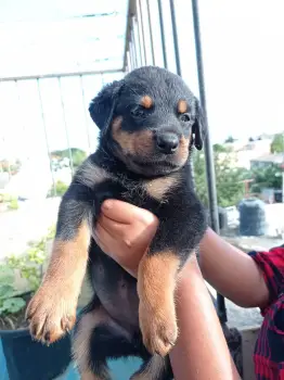 Rottweiler hembra y machos disponibles