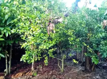 Se vende finca en puerto plata altamira.