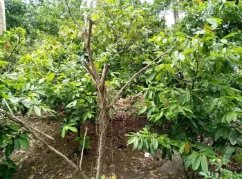 Se vende finca en imbert puerto plata