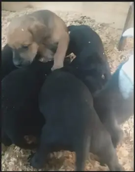 Madre pitbull  y  el padre  fila brasileÑo. en puerto plata