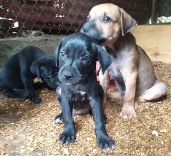 Madre pitbull  y  el padre  fila brasileÑo. en puerto plata