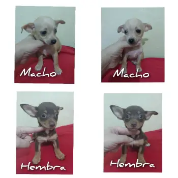 Chihuahuas