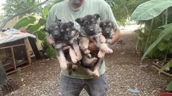 Cachorros pastor aleman