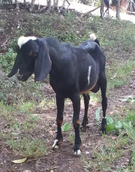 Chivos raza nubia  y  saanen  en puerto plata