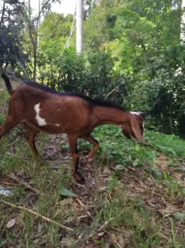 Chivos raza nubia  y  saanen  en puerto plata