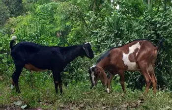 Chivos raza nubia  y  saanen  en puerto plata