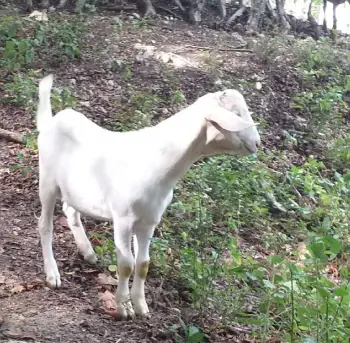 Chivos raza nubia  y  saanen  en puerto plata