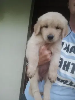 Hermosos golden retriever cachorros en venta