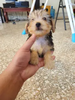 Yorkshire terrier yorki