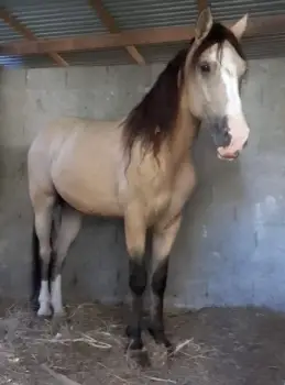 Vendo caballo higueyano castrado en la vega