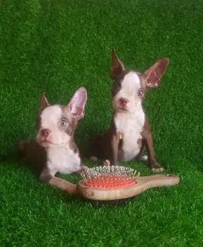 Inigualables boston terrier chocolate cachorros