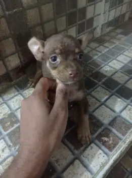 Regalo de perritos  tiernos y bellos