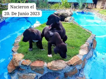 Cachorros gran danés en dajabón