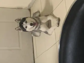 Husky siberiano macho