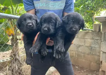 Labrador ambos sexos