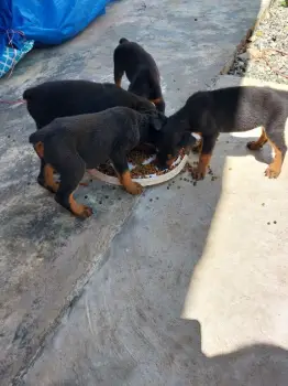 Vendo 4 cachorros rottweiler