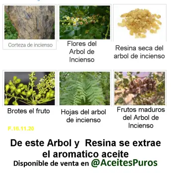 Aceite de incienso frankincense original puro genuino