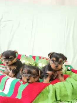 Yorkies terrier toy de raza pura disponibles