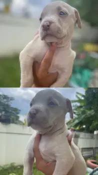 Pitbull madre pitbull terrier blue padre bully blue