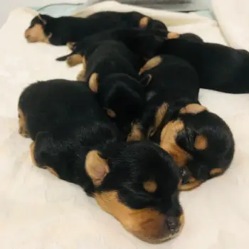 Hermosos yorkies ambos sexos disponibles